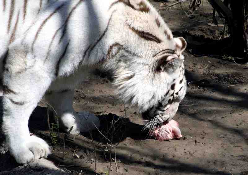 _MG_9372.jpg