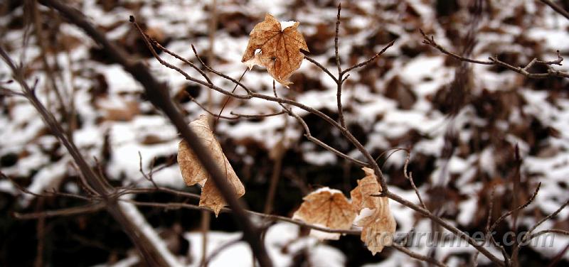 _MG_5388.jpg