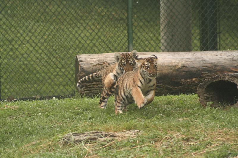 _MG_2184.JPG
