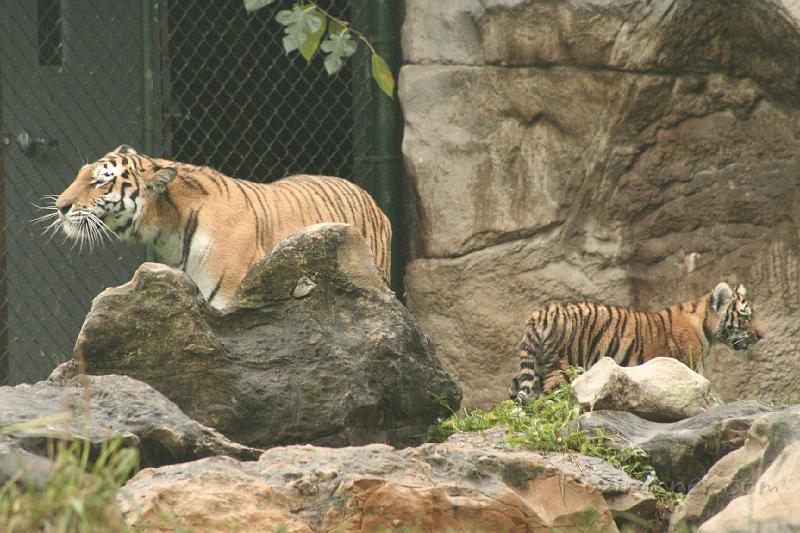 _MG_2196.JPG