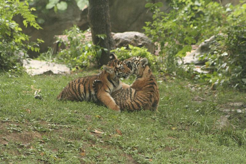 _MG_2198.JPG