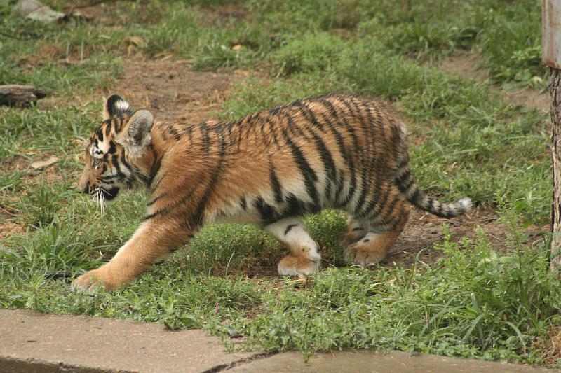 _MG_2206.JPG