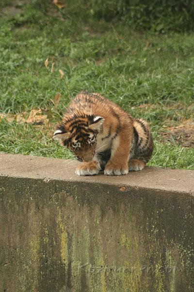 _MG_2209.JPG