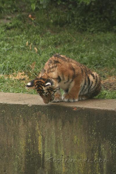 _MG_2210.JPG