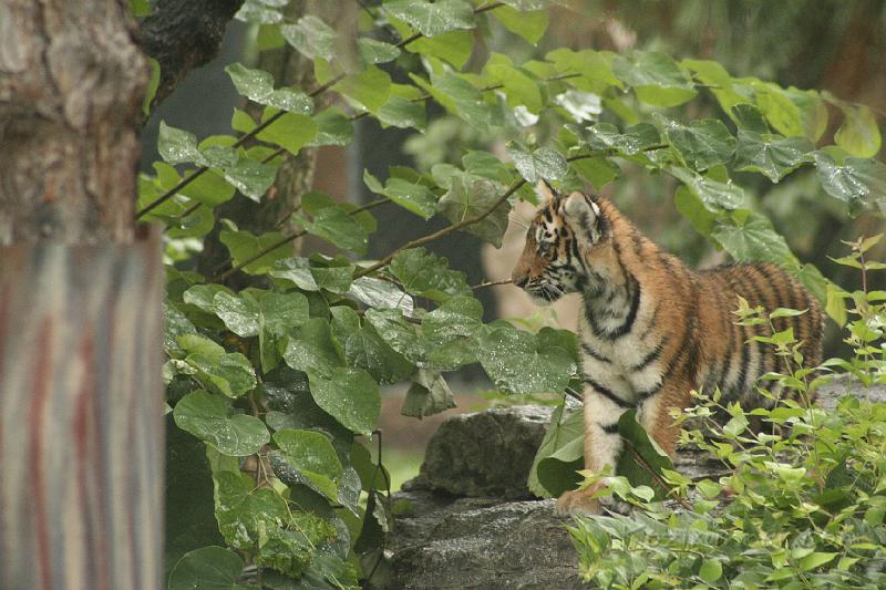 _MG_2215.JPG