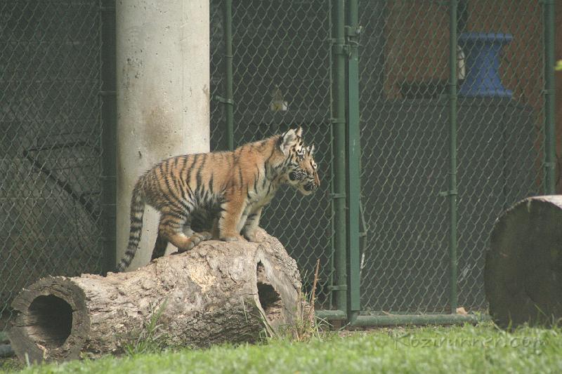 _MG_2218.JPG