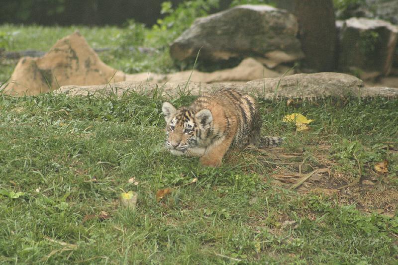 _MG_2225.JPG