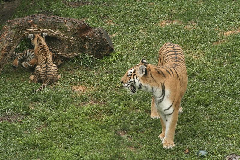_MG_2228.JPG