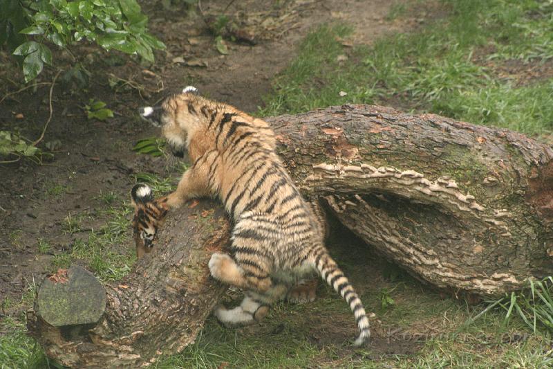_MG_2229.JPG