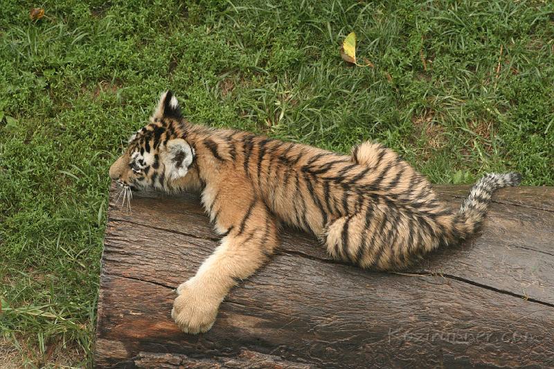 _MG_2236.JPG