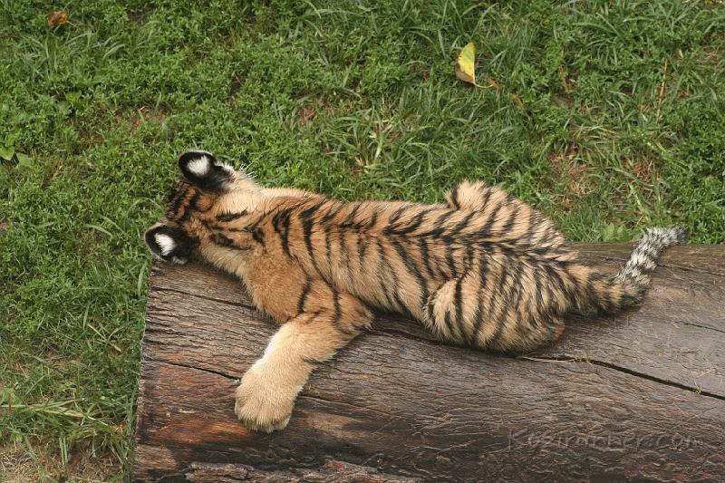 _MG_2237.JPG