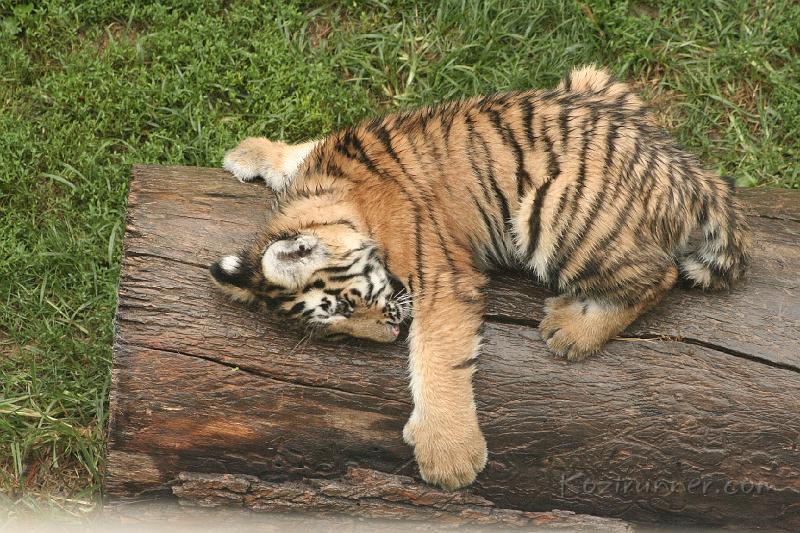 _MG_2239.JPG