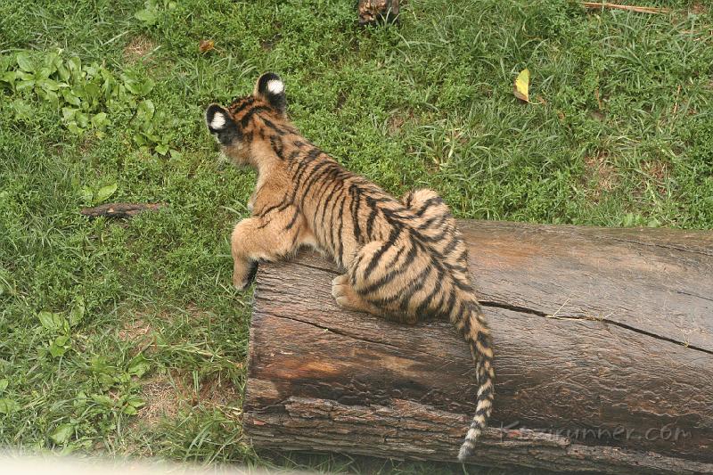 _MG_2243.JPG