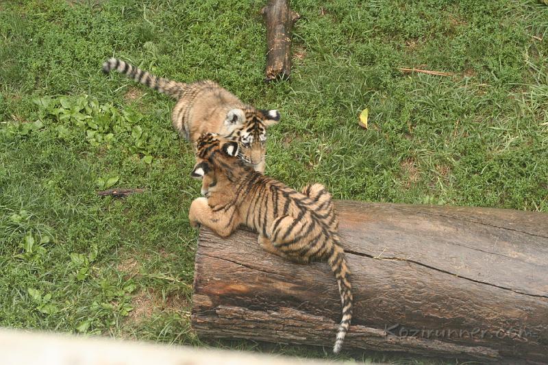 _MG_2245.JPG