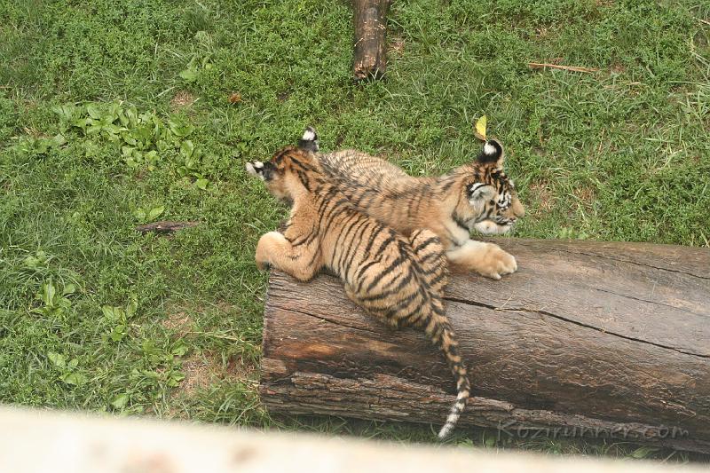 _MG_2246.JPG