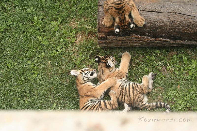 _MG_2247.JPG