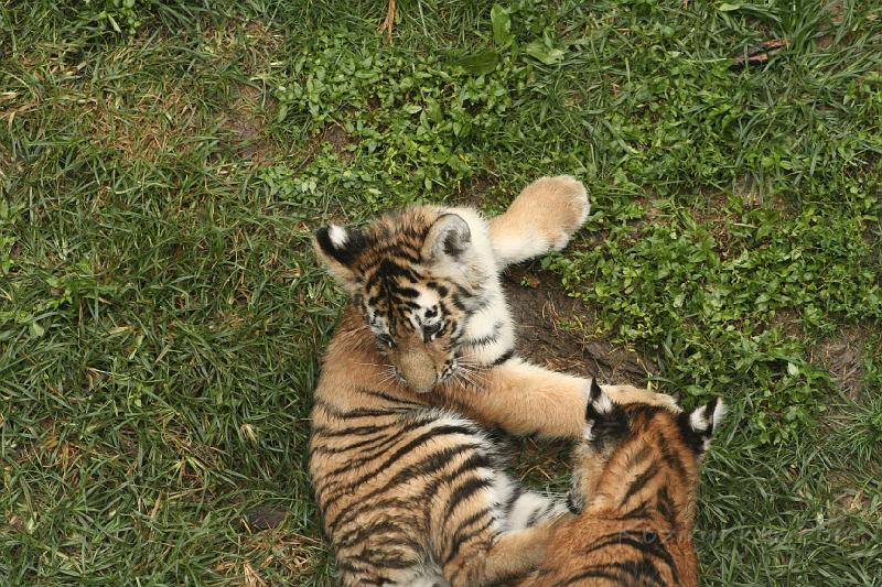 _MG_2250.JPG
