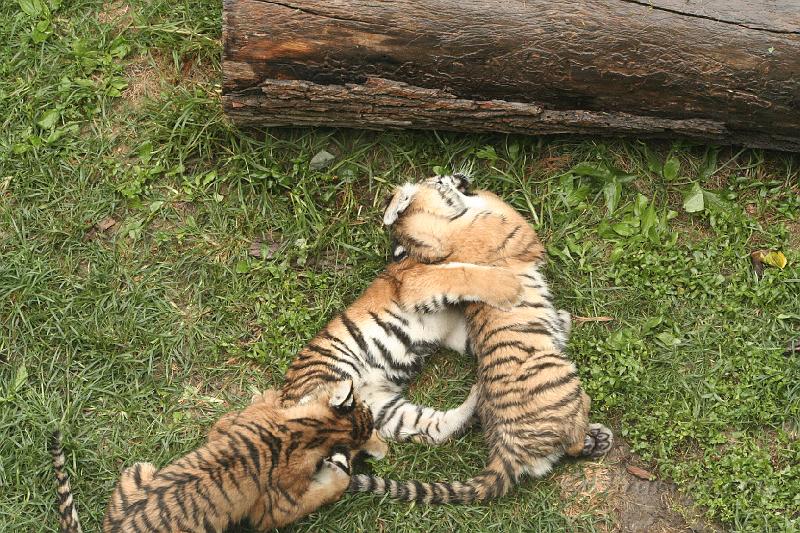 _MG_2252.JPG
