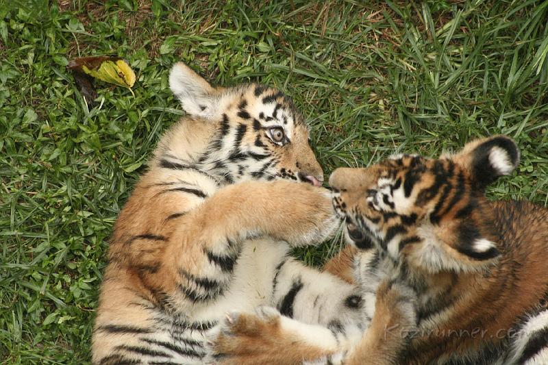 _MG_2255.JPG
