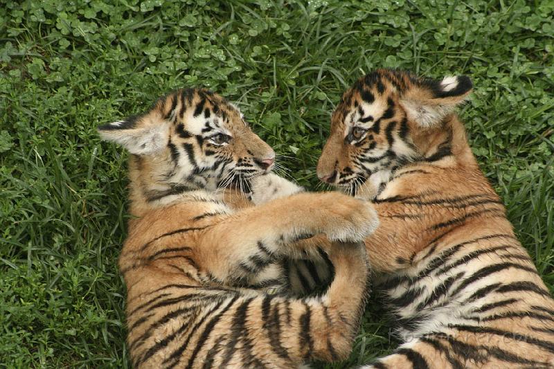 _MG_2257.JPG
