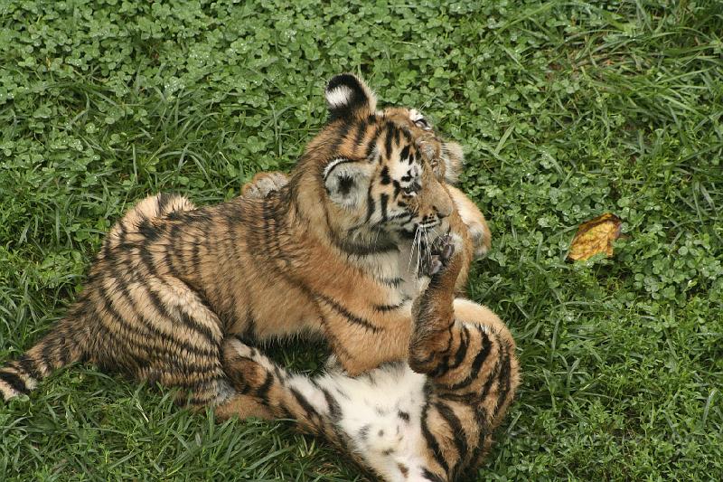 _MG_2259.JPG