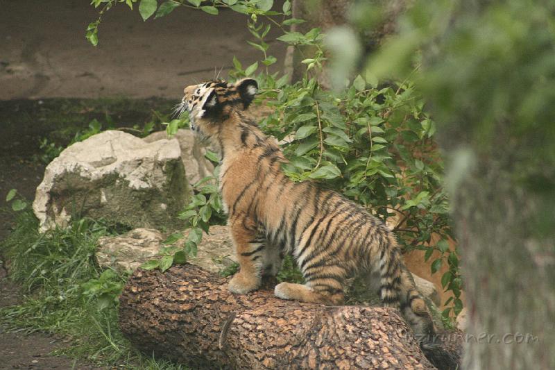 _MG_2266.JPG