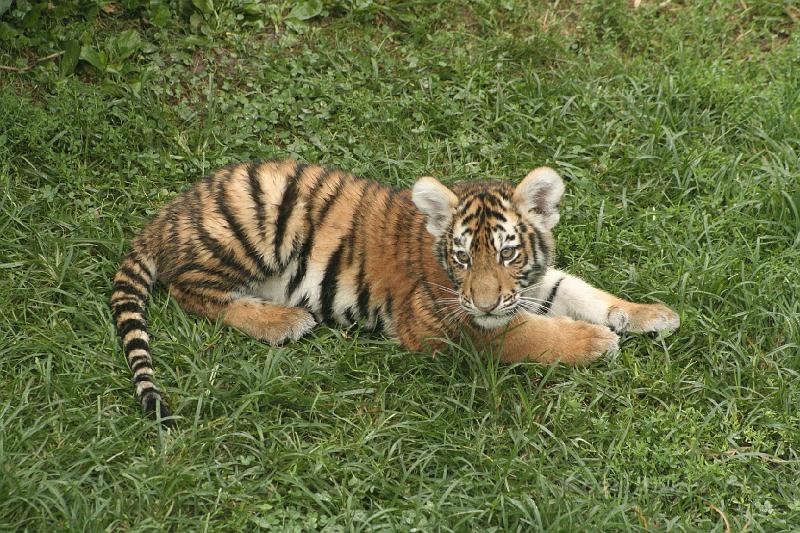 _MG_2269.JPG
