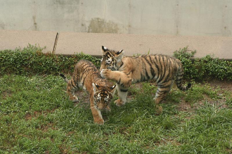 _MG_2281.JPG