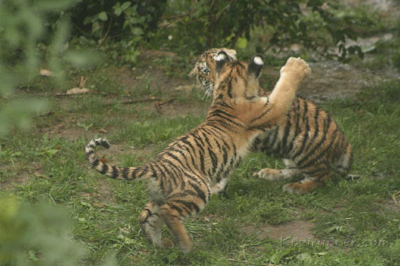 _MG_2285.JPG
