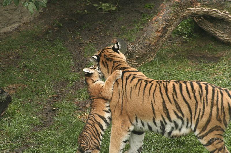 _MG_2295.JPG