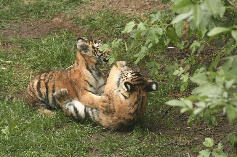 _MG_2337.JPG