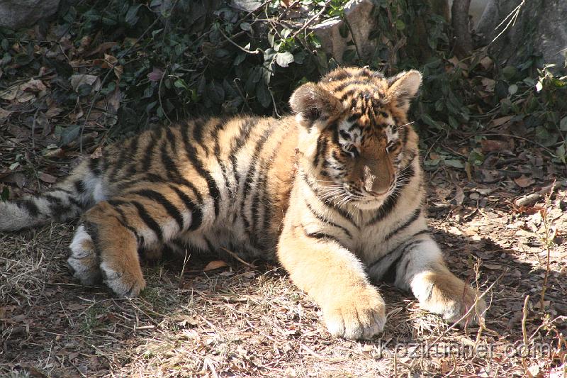 _MG_2651.JPG