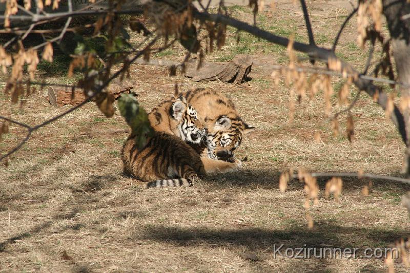 _MG_2687.JPG