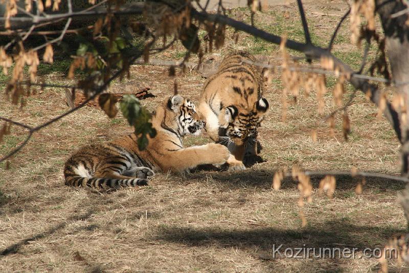 _MG_2690.JPG