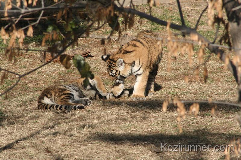 _MG_2692.JPG