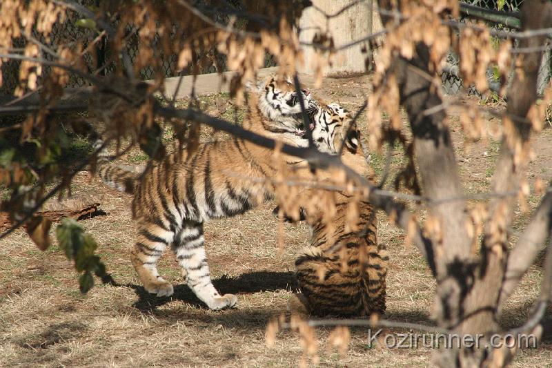 _MG_2694.JPG