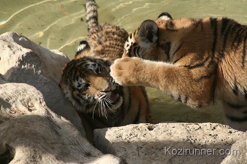 _MG_2754.JPG
