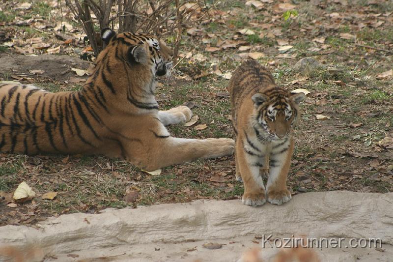 _MG_2799.JPG