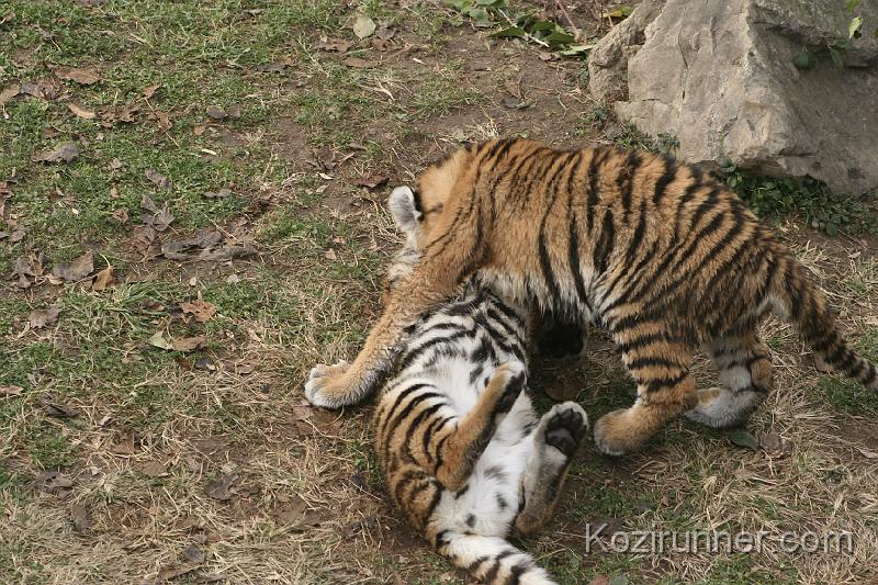 _MG_2807.JPG