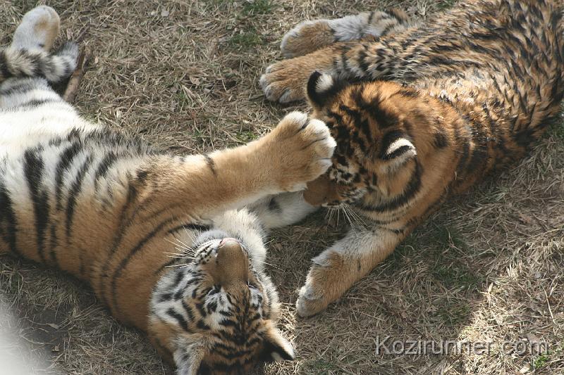 _MG_2853.JPG