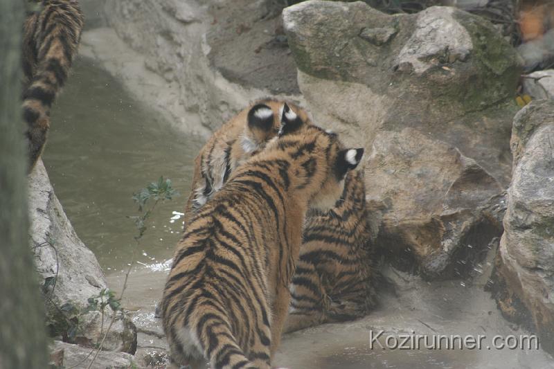 _MG_2860.JPG